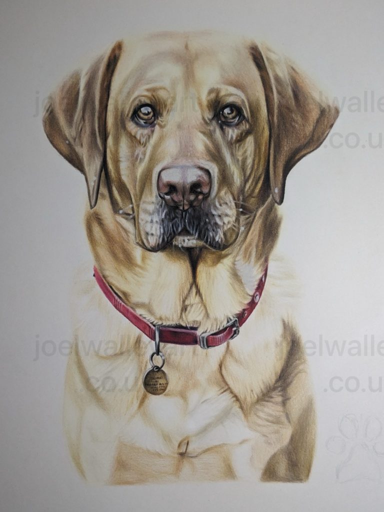 Faithful Golden Labrador. A realistic portrait of a Golden Labrador with a collar and name tag.