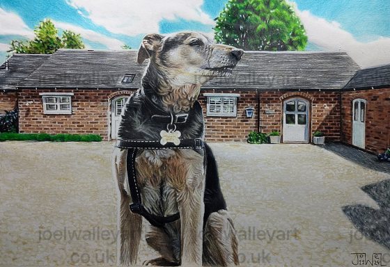 Waiting for a Walk A greyhound in a harness sitting outside a brick building with a garden.