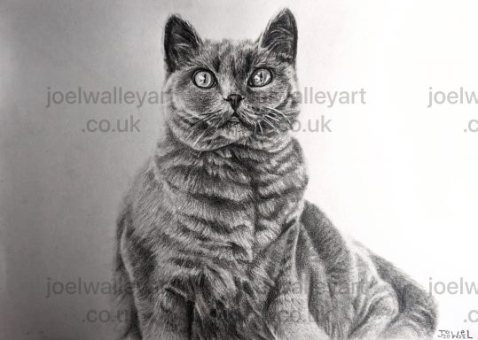 Fluffy Cat - Hungry Eyes Realistic pencil drawing of a tabby cat with bright eyes, sitting upright.